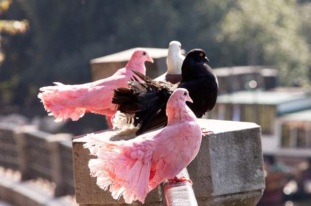 样化足球智 样化足球智